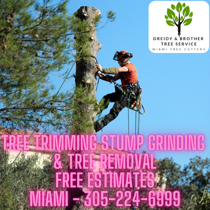 Coral Gables Miami Tree Services Tree Trimming Stump Removal 305 224 6999